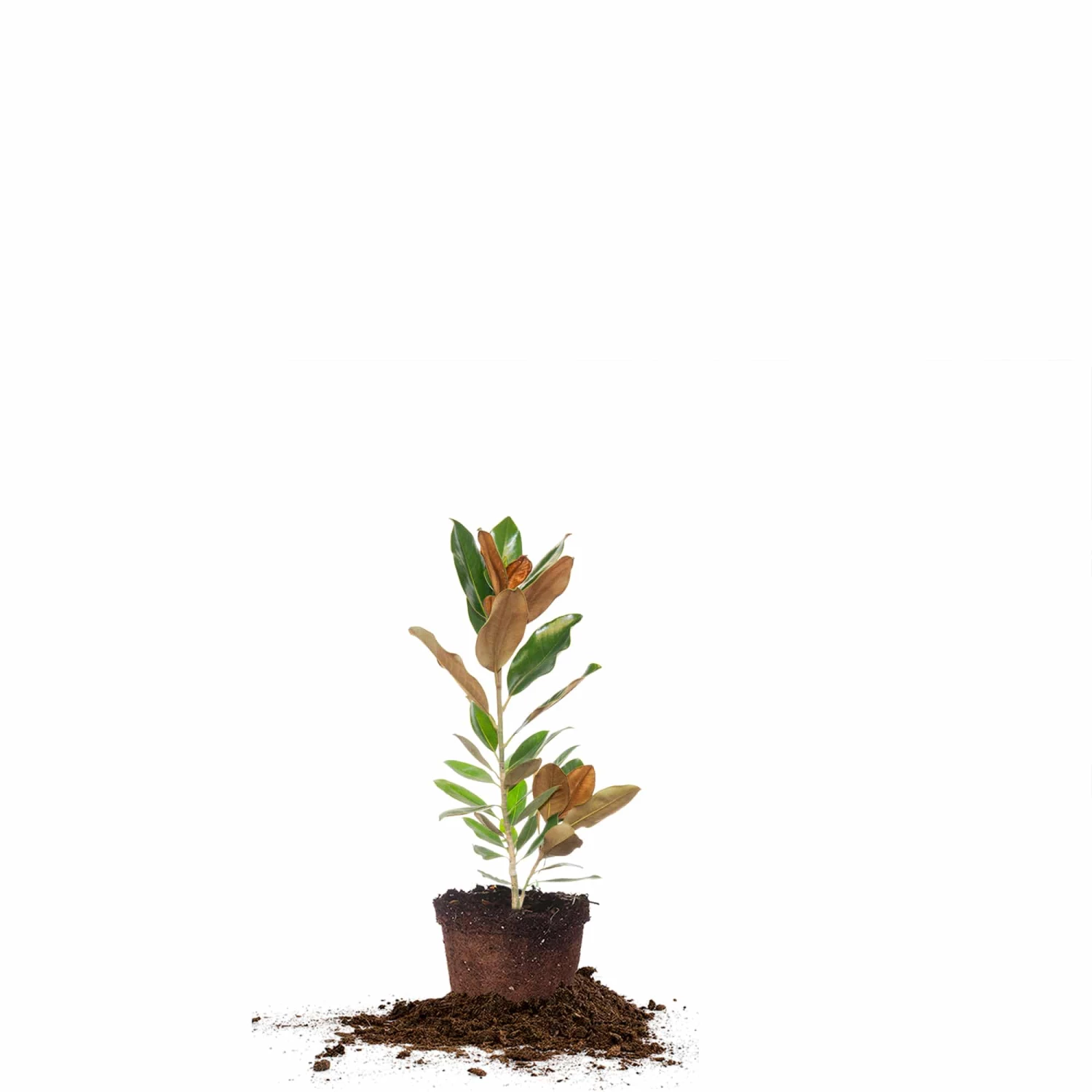 Perfect Plants Bracken’s Brown Beauty Magnolia Tree 5 Perfect Plants Bracken’s Brown Beauty Magnolia Tree