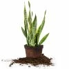 Perfect Plants Variegated Snake Plant