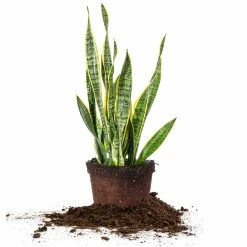 Perfect Plants Variegated Snake Plant