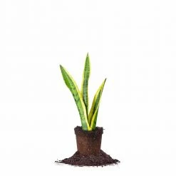 Perfect Plants Variegated Snake Plant