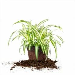 Perfect Plants Variegated Spider Plant