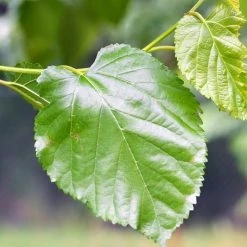 Perfect Plants Berry Bushes Dwarf Everbearing Mulberry Tree