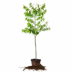 Perfect Plants American Persimmon Tree