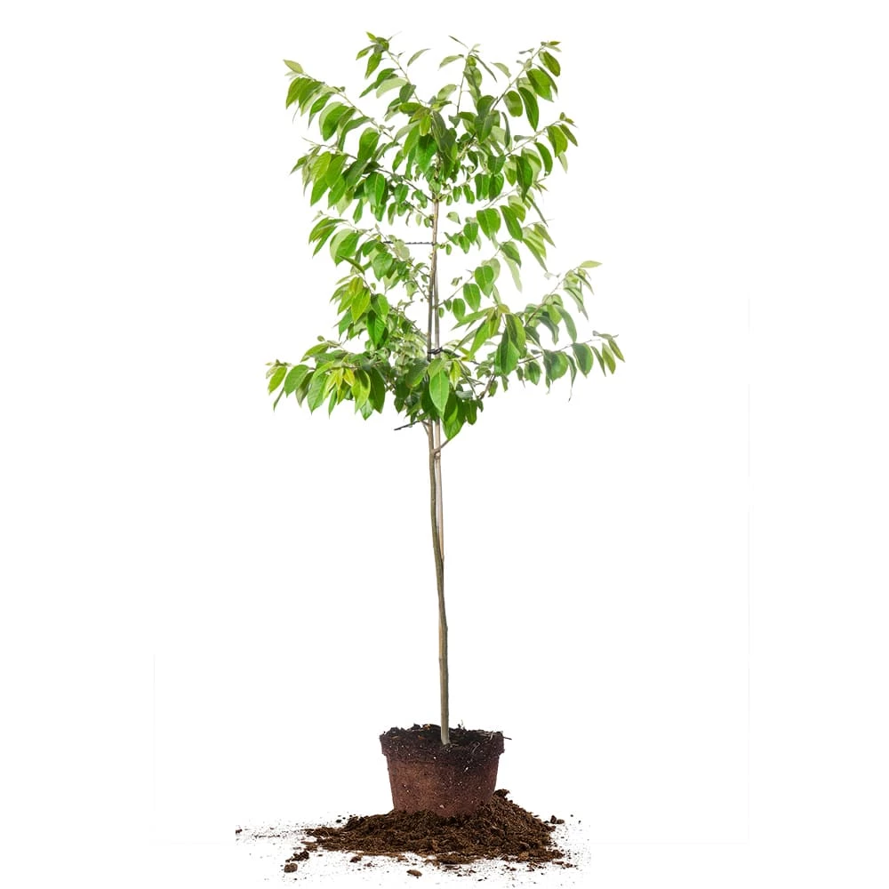 Perfect Plants American Persimmon Tree 1 Perfect Plants American Persimmon Tree