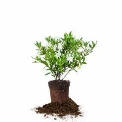 Perfect Plants Frost Proof Gardenia Shrub 11 Perfect Plants Frost Proof Gardenia Shrub