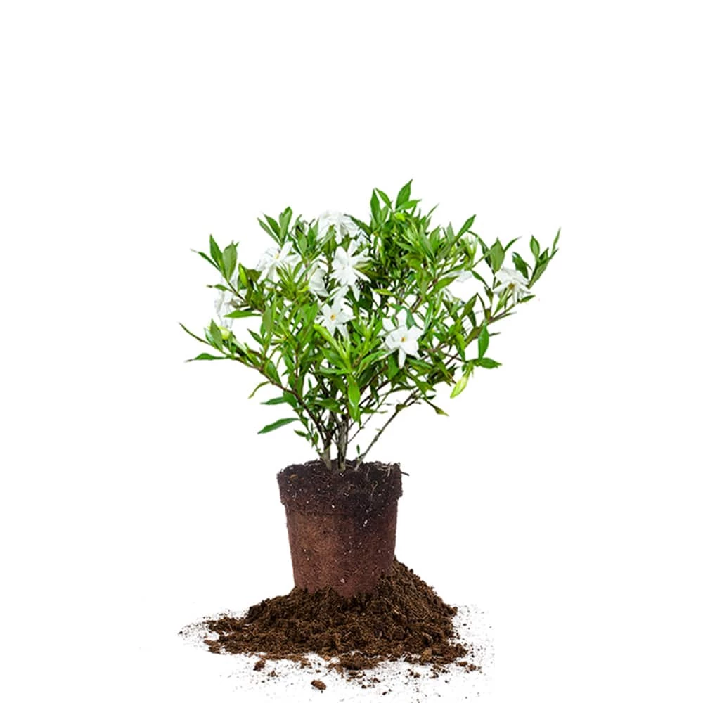 Perfect Plants Frost Proof Gardenia Shrub 3 Perfect Plants Frost Proof Gardenia Shrub