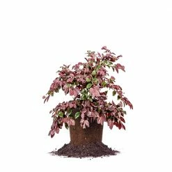 Perfect Plants Loropetalum Ruby Chinese Fringe Flower Shrub All Shrubs & Hedges