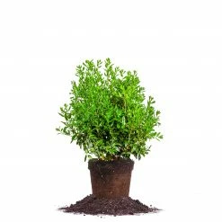 Perfect Plants Needlepoint Holly