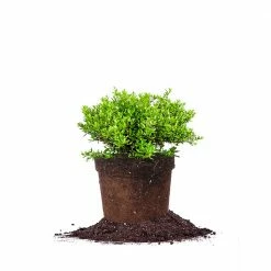 Perfect Plants Schilling Holly All Shrubs & Hedges