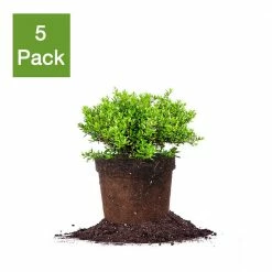 Perfect Plants Schilling Holly All Shrubs & Hedges