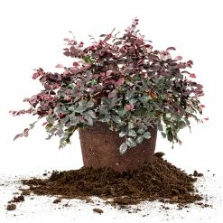 Perfect Plants Loropetalum Ruby Chinese Fringe Flower Shrub All Shrubs & Hedges 10 Perfect Plants Loropetalum Ruby Chinese Fringe Flower Shrub All Shrubs & Hedges