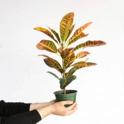 Perfect Plants Croton ‘Petra’