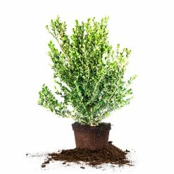 Perfect Plants Boxwood Shrubs Wintergreen Boxwood Shrub