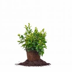 Perfect Plants GG Gerbing Azalea Shrub