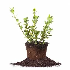 Perfect Plants Variegated Star Jasmine Vine