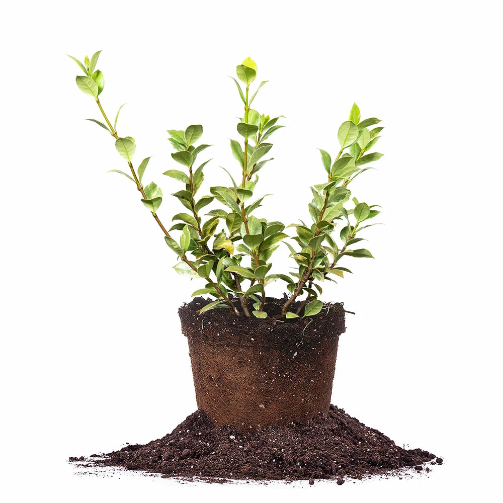 Perfect Plants Variegated Star Jasmine Vine 1 Perfect Plants Variegated Star Jasmine Vine