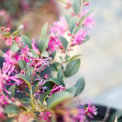 Perfect Plants Loropetalum Zhuzhou Chinese Fringe Flower Shrub