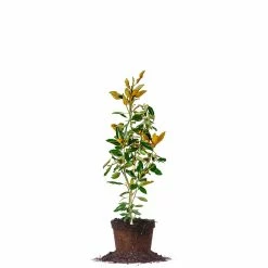 Perfect Plants Sales Shop 13 Perfect Plants Bracken’s Brown Beauty Magnolia Tree