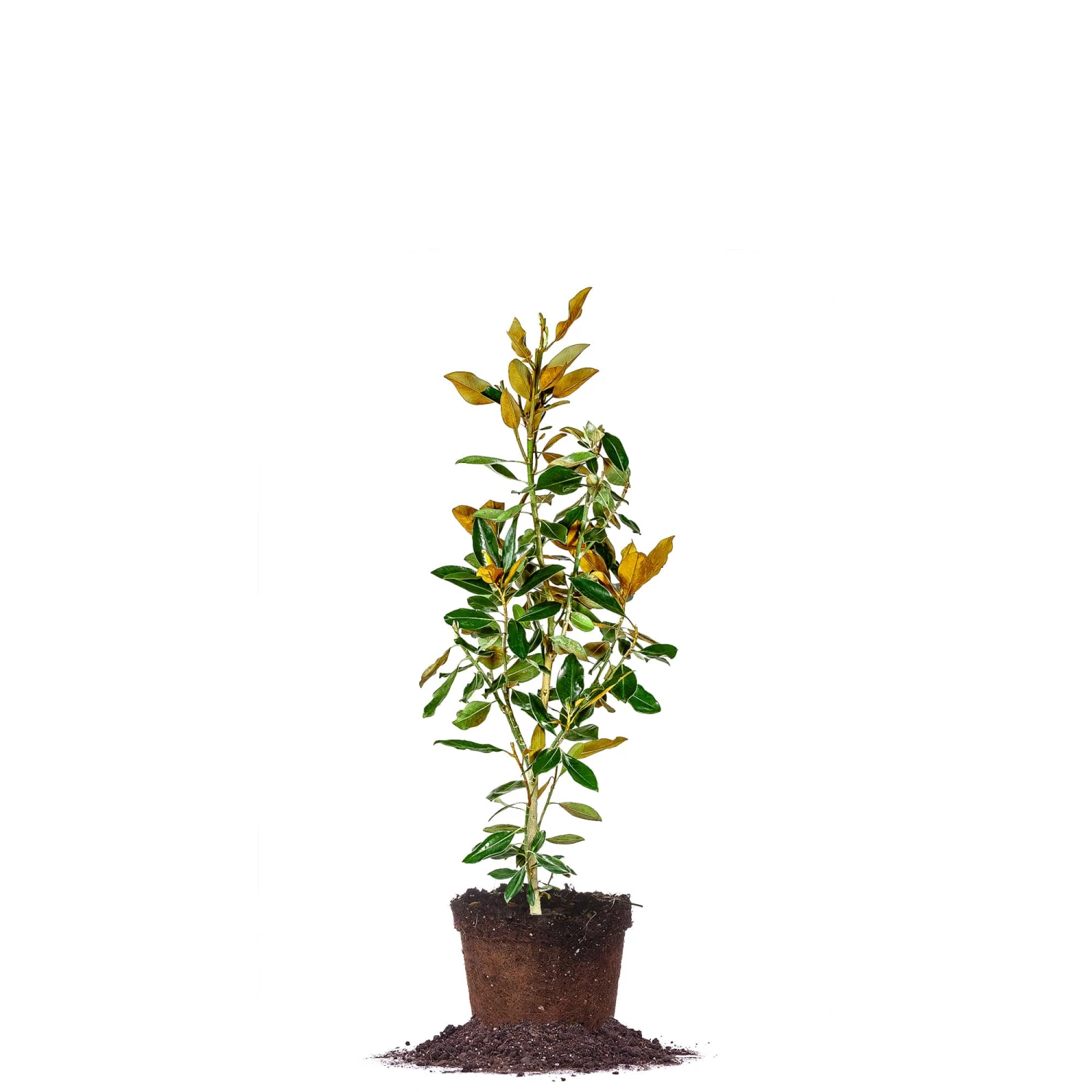 Perfect Plants Bracken’s Brown Beauty Magnolia Tree 1 Perfect Plants Bracken’s Brown Beauty Magnolia Tree