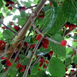 Perfect Plants Berry Bushes Dwarf Everbearing Mulberry Tree