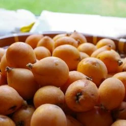 Perfect Plants Japanese Loquat Tree