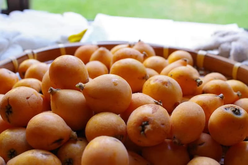 Perfect Plants Japanese Loquat Tree 2 Perfect Plants Japanese Loquat Tree