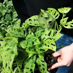 Perfect Plants Monstera Adansonii All Houseplants