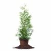 Perfect Plants All Trees Thuja Green Giant Tree