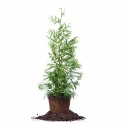 Perfect Plants All Trees Thuja Green Giant Tree