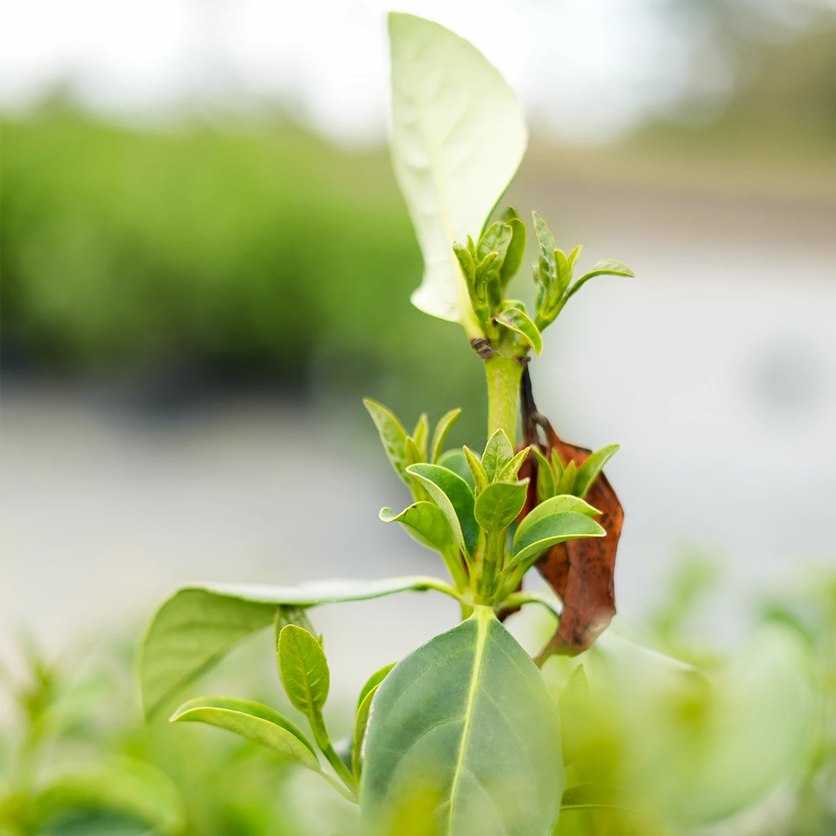 Perfect Plants Sweet Viburnum 3 Perfect Plants Sweet Viburnum
