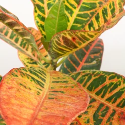 Perfect Plants Croton ‘Petra’