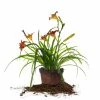 Perfect Plants All Shrubs & Hedges Little Business Daylily Shrub