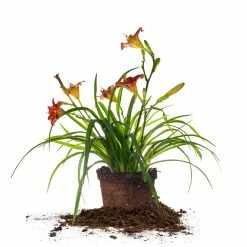 Perfect Plants All Shrubs & Hedges Little Business Daylily Shrub