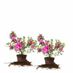 Perfect Plants Formosa Azalea Shrub All Shrubs & Hedges 17 Perfect Plants Formosa Azalea Shrub All Shrubs & Hedges