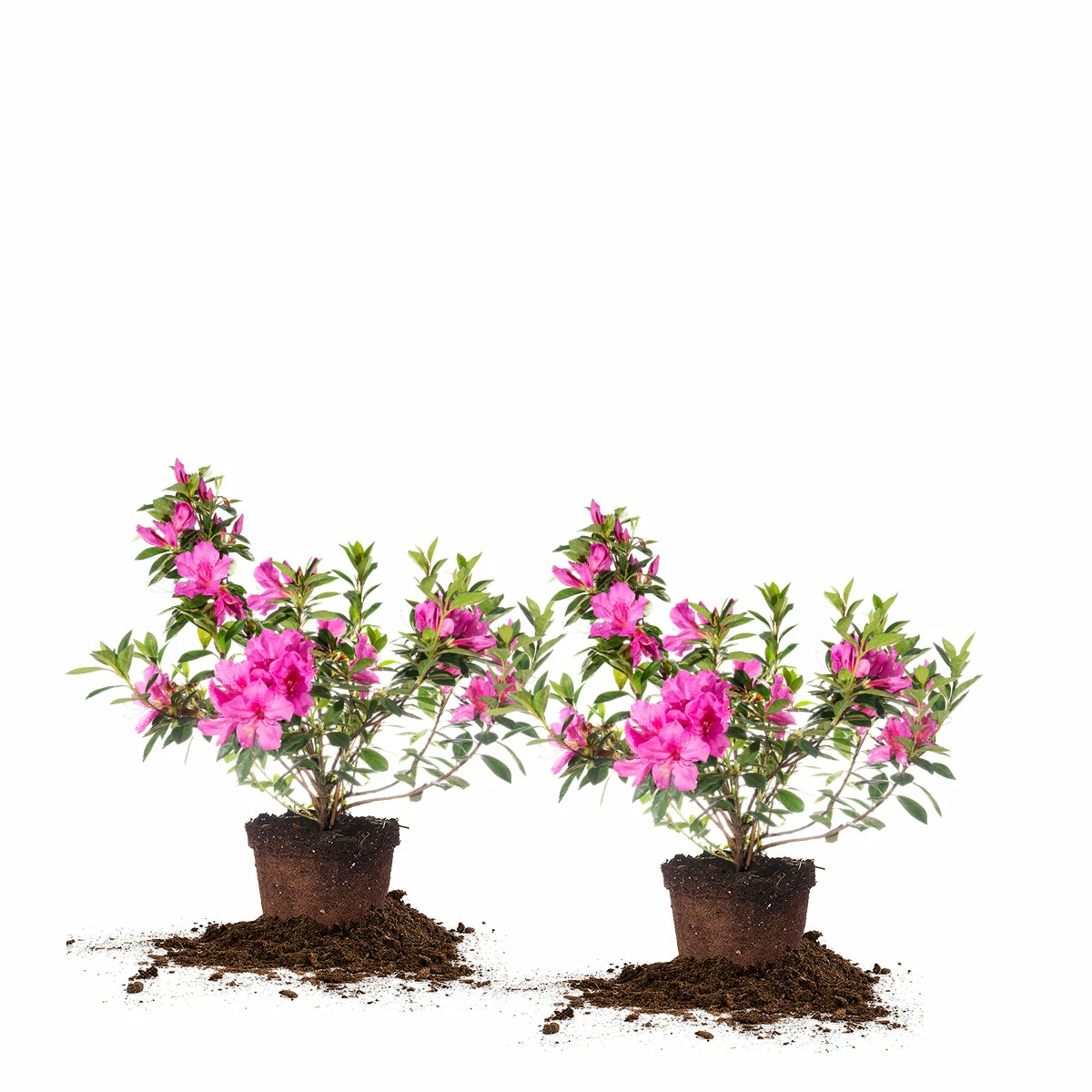 Perfect Plants Formosa Azalea Shrub All Shrubs & Hedges 8 Perfect Plants Formosa Azalea Shrub All Shrubs & Hedges