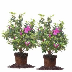 Perfect Plants Formosa Azalea Shrub All Shrubs & Hedges 19 Perfect Plants Formosa Azalea Shrub All Shrubs & Hedges