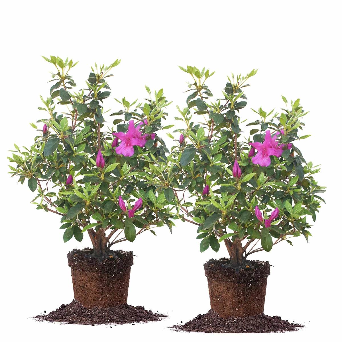 Perfect Plants Formosa Azalea Shrub All Shrubs & Hedges 10 Perfect Plants Formosa Azalea Shrub All Shrubs & Hedges