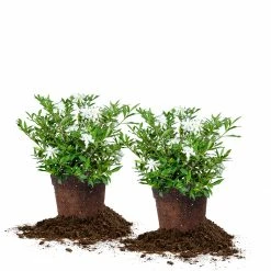 Perfect Plants Frost Proof Gardenia Shrub 15 Perfect Plants Frost Proof Gardenia Shrub