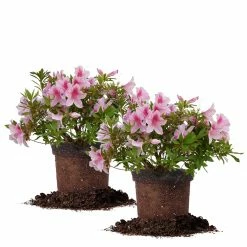 Perfect Plants All Shrubs & Hedges George Taber Azalea Shrub