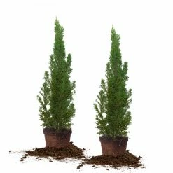 Perfect Plants Italian Cypress Tree