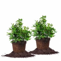 Perfect Plants Nellie Stevens Holly