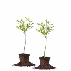 Perfect Plants Nuttall Oak Tree 12 Perfect Plants Nuttall Oak Tree