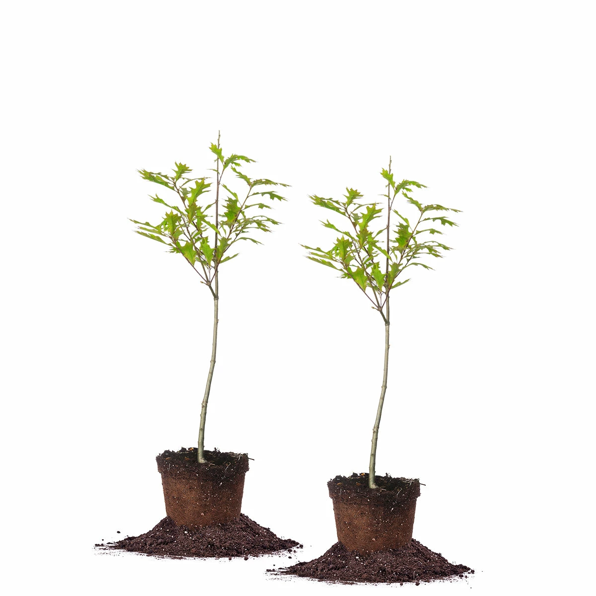 Perfect Plants Nuttall Oak Tree 6 Perfect Plants Nuttall Oak Tree