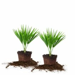 Perfect Plants Salt Tolerant Shrubs Windmill Palm Tree