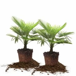 Perfect Plants Salt Tolerant Shrubs Windmill Palm Tree