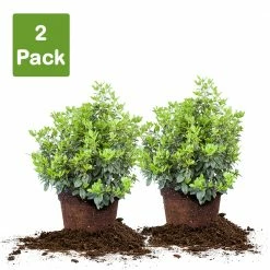 Perfect Plants Spring Bouquet Viburnum