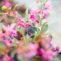 Perfect Plants Loropetalum Zhuzhou Chinese Fringe Flower Shrub