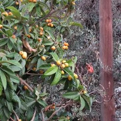 Perfect Plants Japanese Loquat Tree