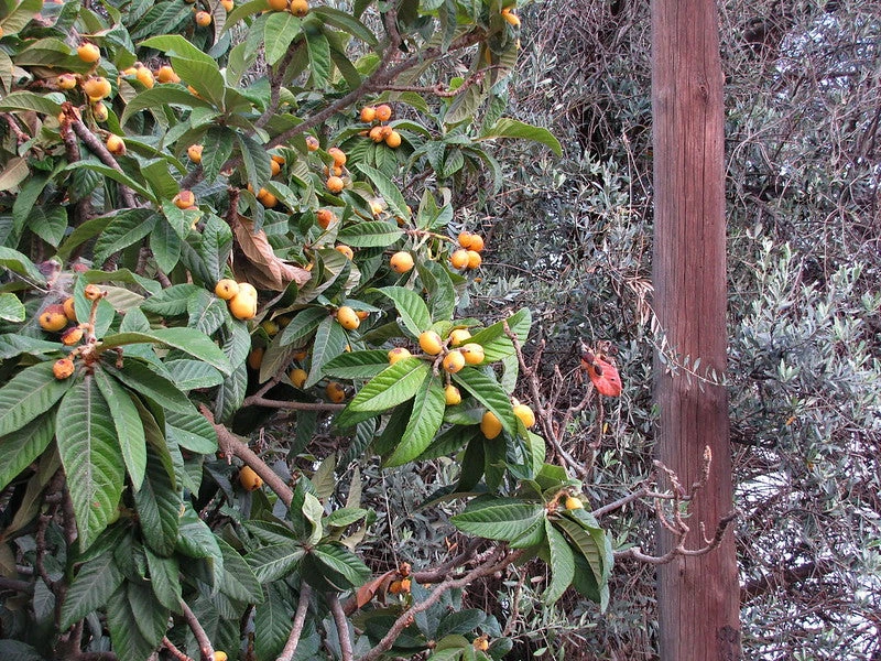 Perfect Plants Japanese Loquat Tree 3 Perfect Plants Japanese Loquat Tree