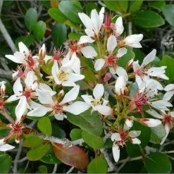 Perfect Plants Dwarf Indian Hawthorn Shrub